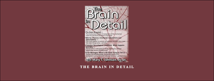 The Brain in Detail by Mary T. Johnson