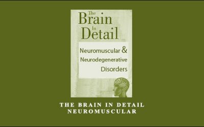 The Brain in Detail Neuromuscular