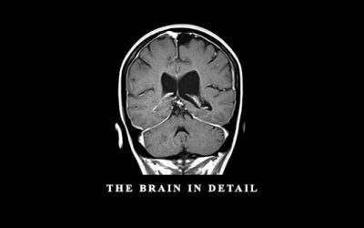 The Brain in Detail by Sean G. Smith