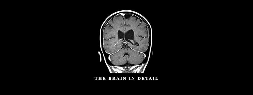 The Brain in Detail from Sean G. Smith
